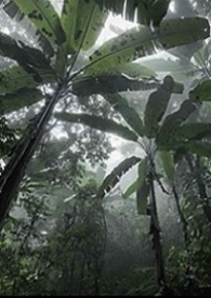 雨林【兄妹骨】